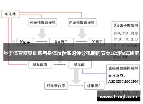 基于体育恢复训练与身体反馈实时评分机制的节奏联动模式研究